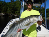 The Merrimack is a striper magnet!